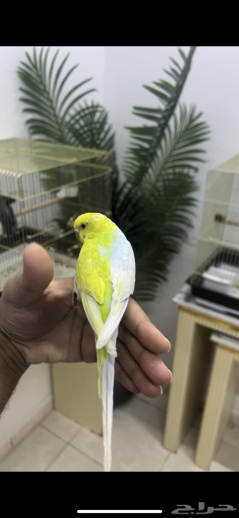 Rare budgerigar mutation, one of a kind64500091032451112