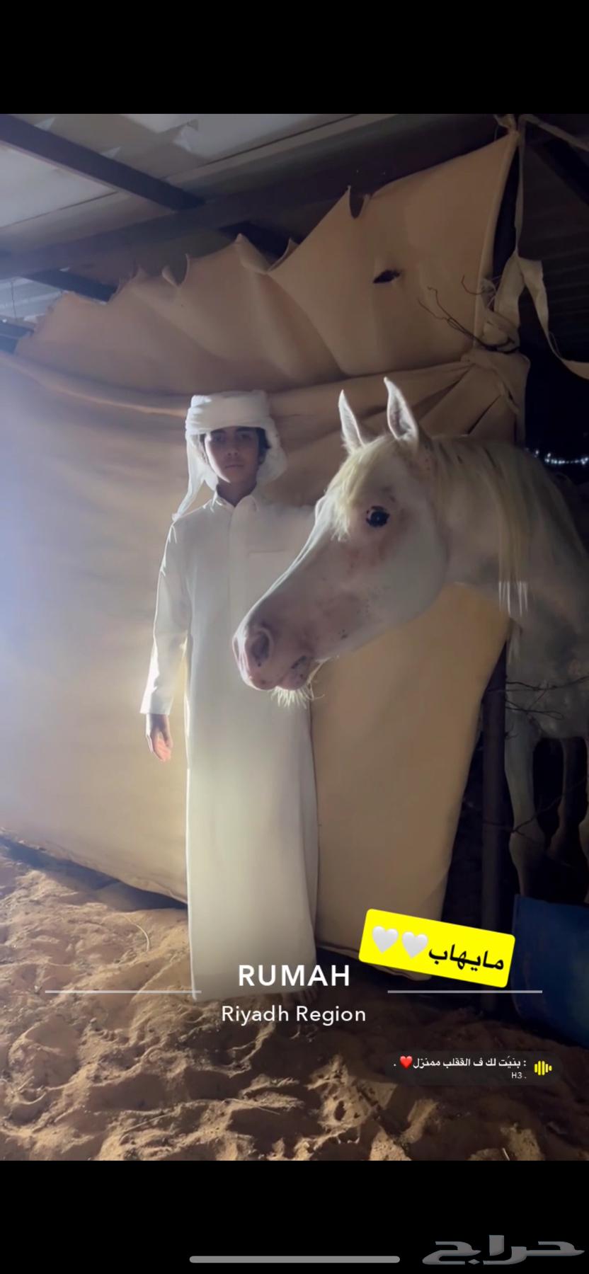 حصان مصري بيور مميز64498439166979113