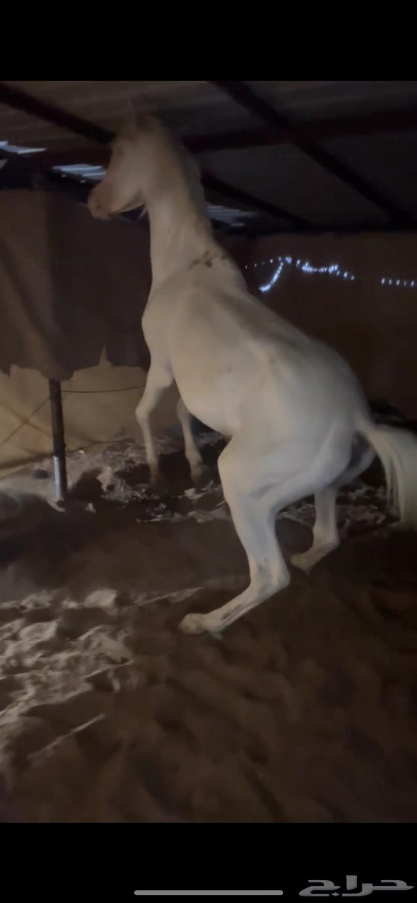 حصان مصري بيور مميز64498439166979110