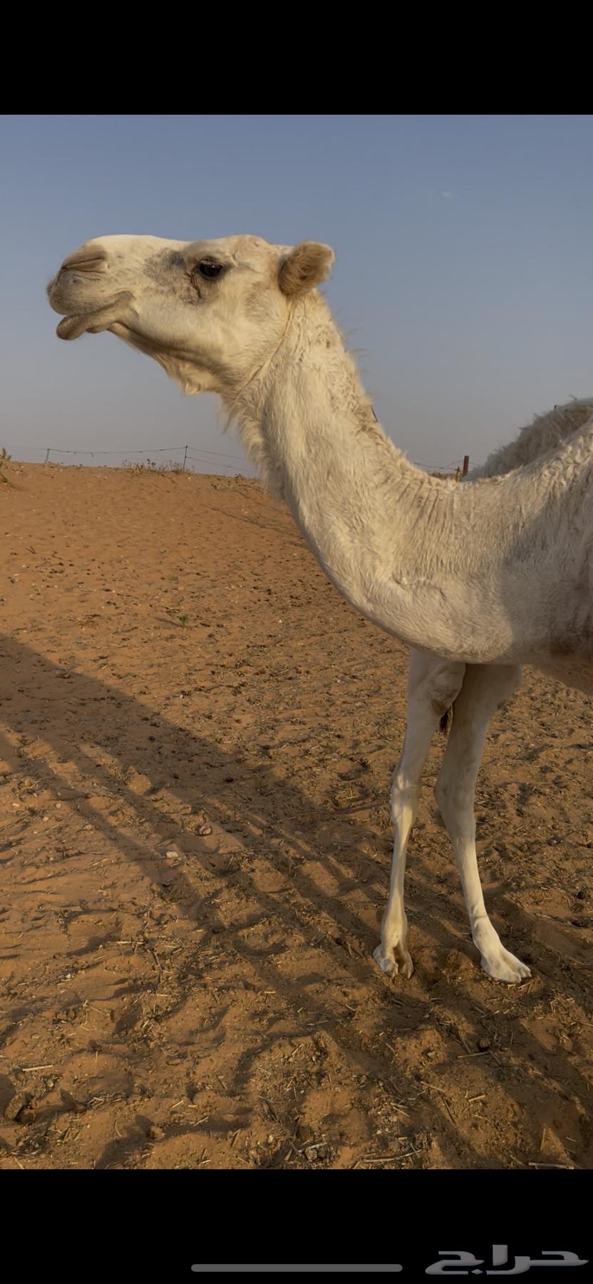 ناقتين للبيع مع القعدان64502639227907110