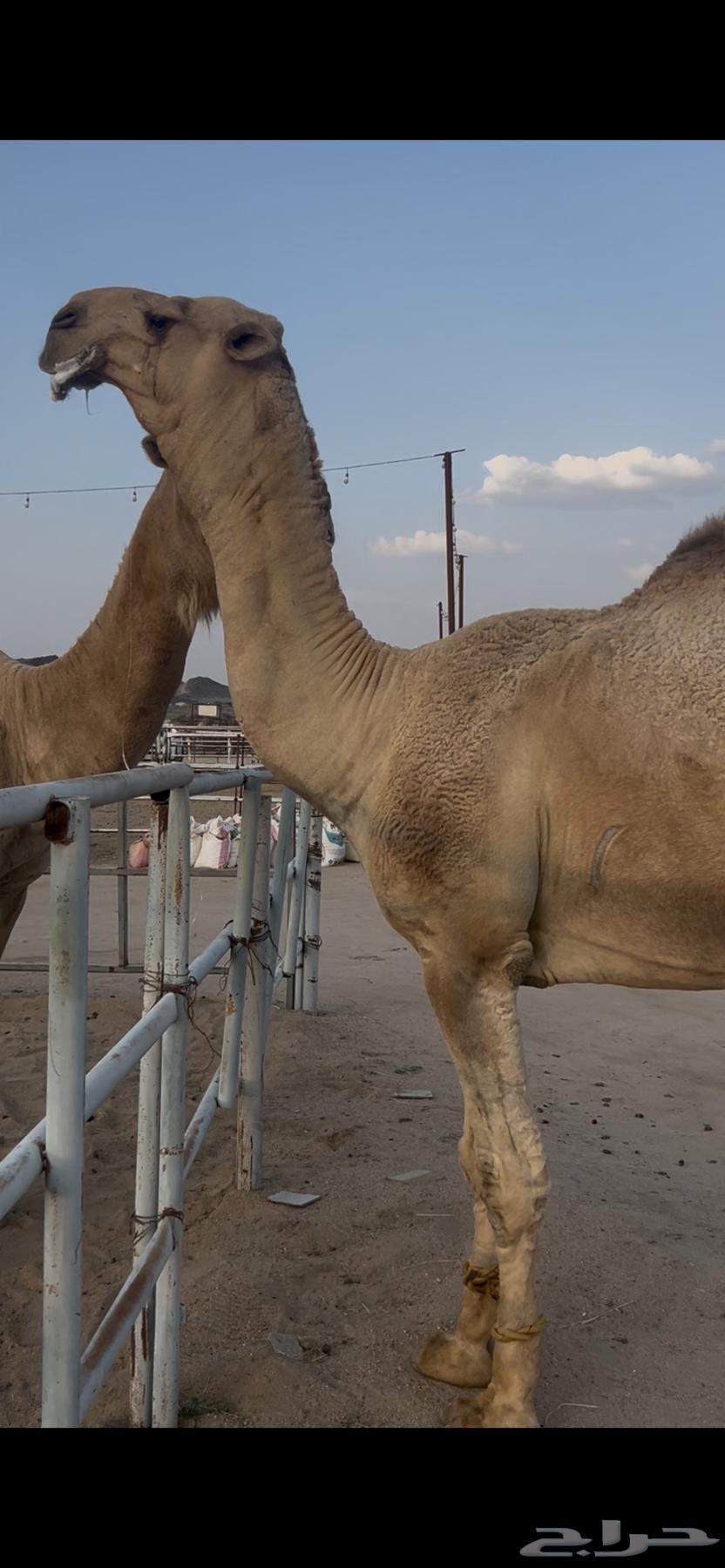 For sale, a red donkey and the second is gray64501174210690110