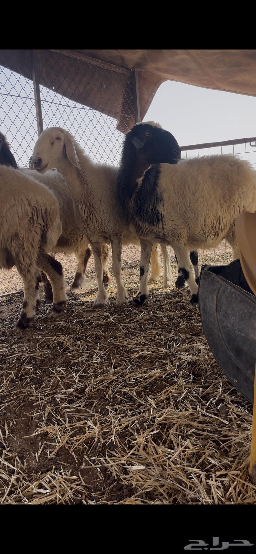 غنم للبيع العدد خمس دفيع السوم 100064496585314049110