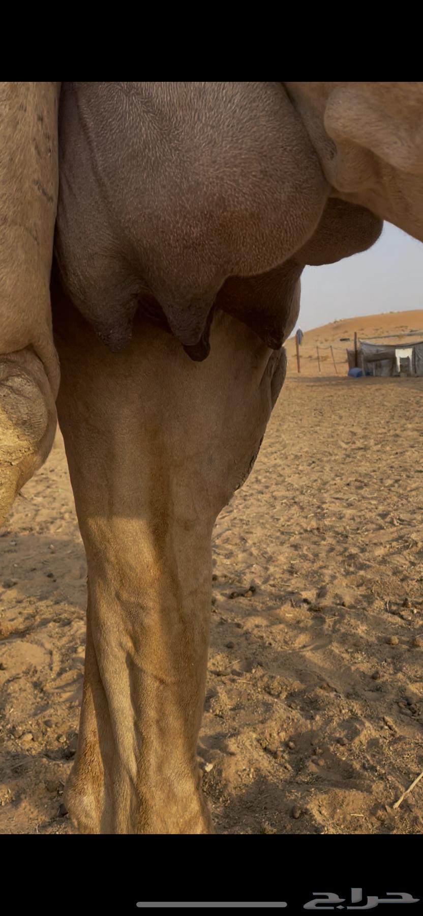 ناقتين للبيع مع القعدان64502639227907113