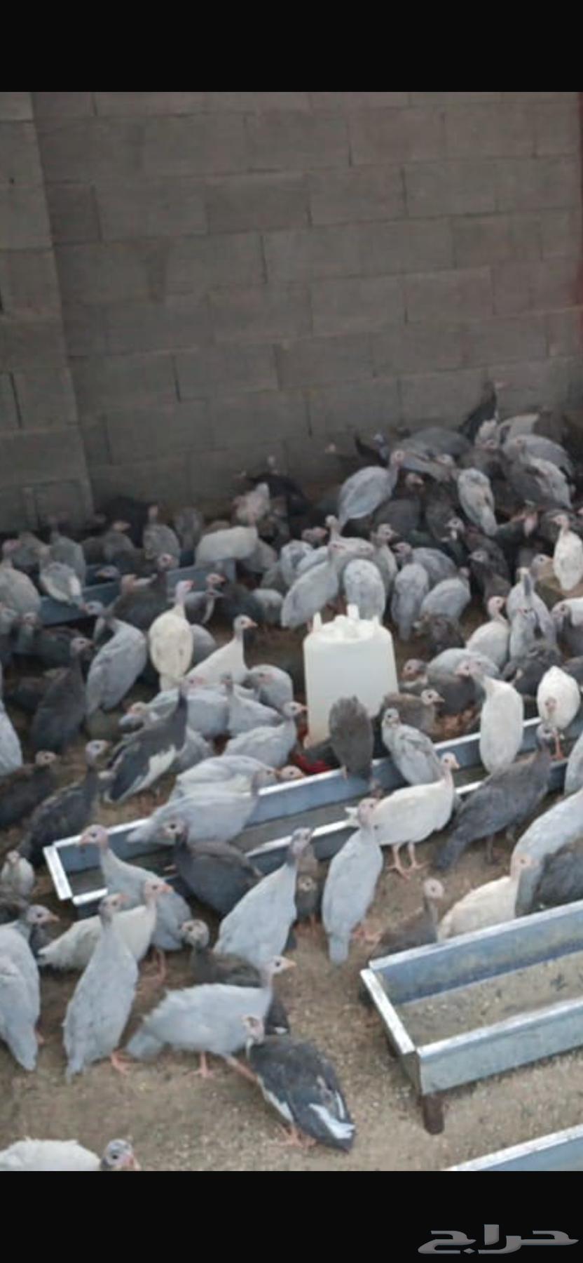 دجاج حبشي (حجل الوادي )64500769628161112