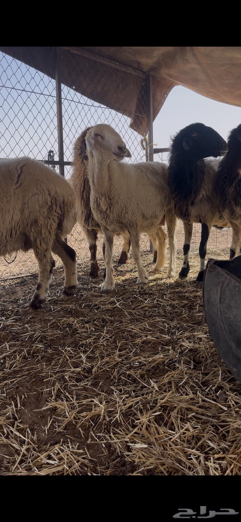 غنم للبيع العدد خمس دفيع السوم 100064496585314049111