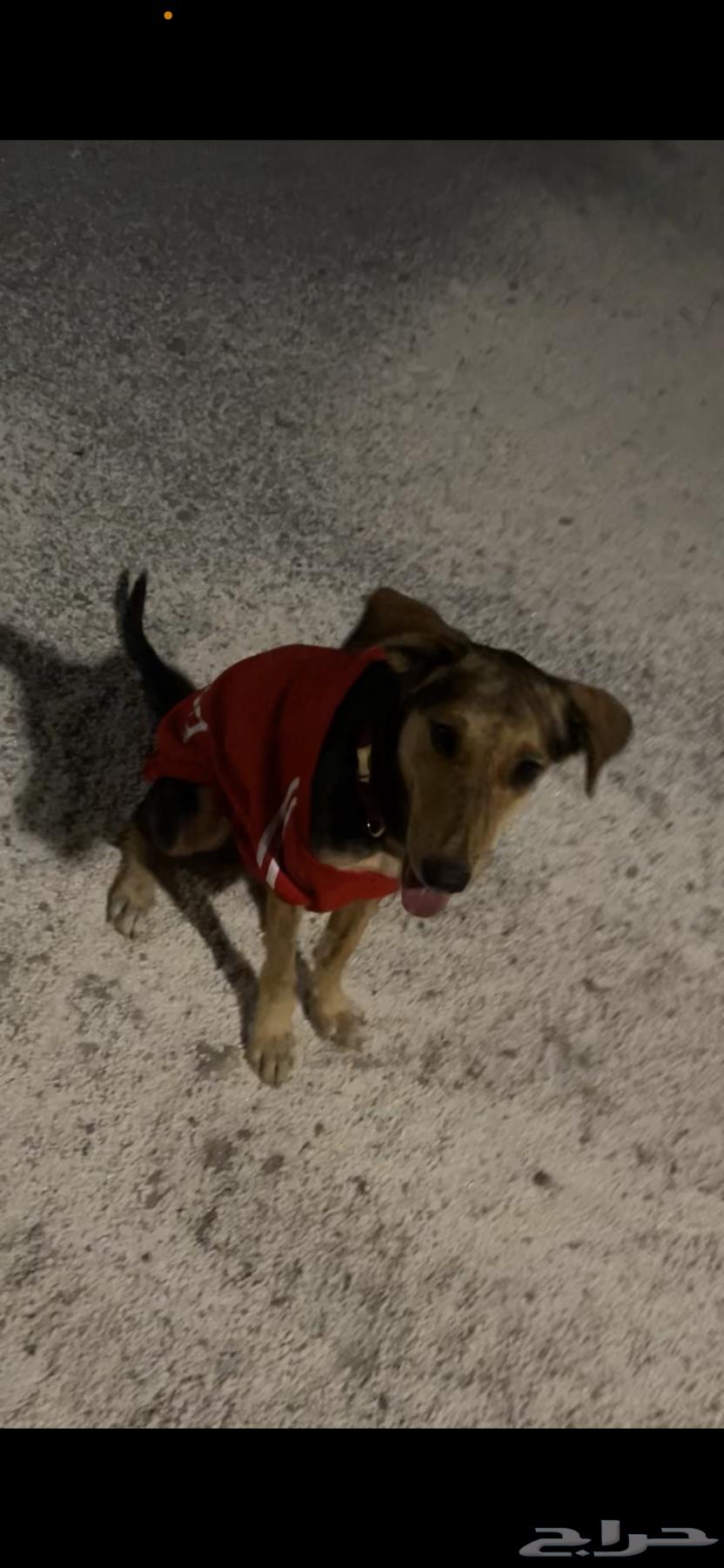 انثى هجينة سلق على جيرمن64501857942273114