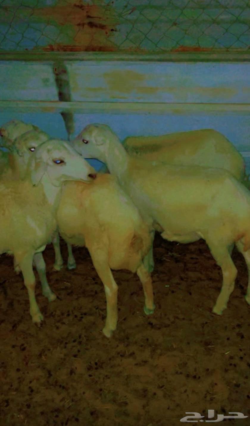 غنم حري للبيع العمر4 شهور64495186246531110