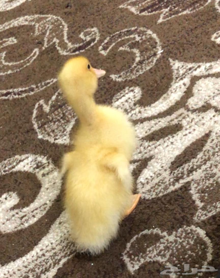 بط للبيع64501104748162114