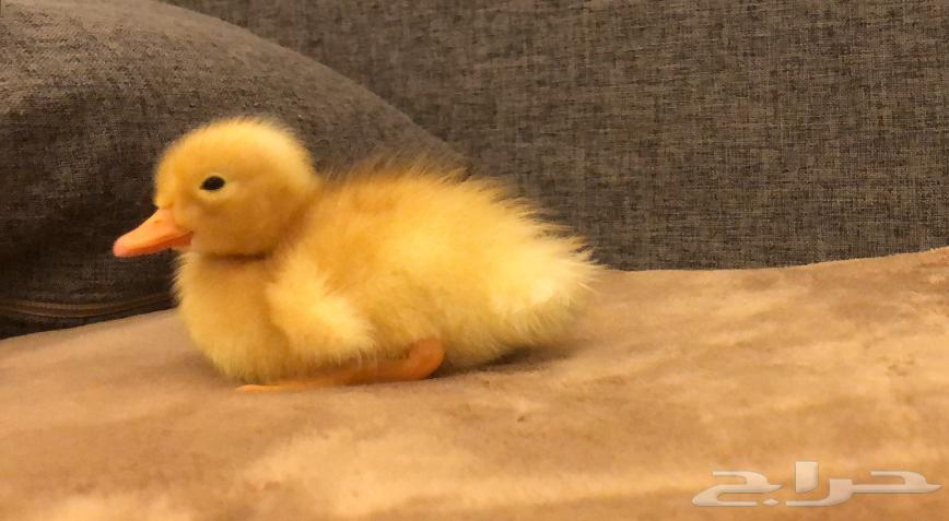 بط للبيع64501104748162110