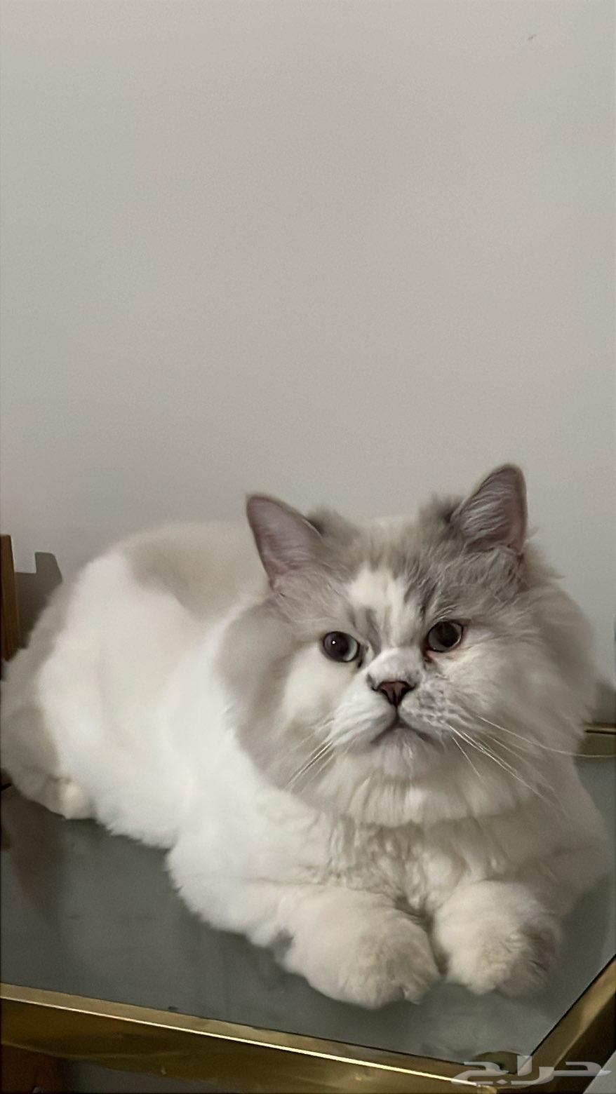 قطط للبيع64498646519682111