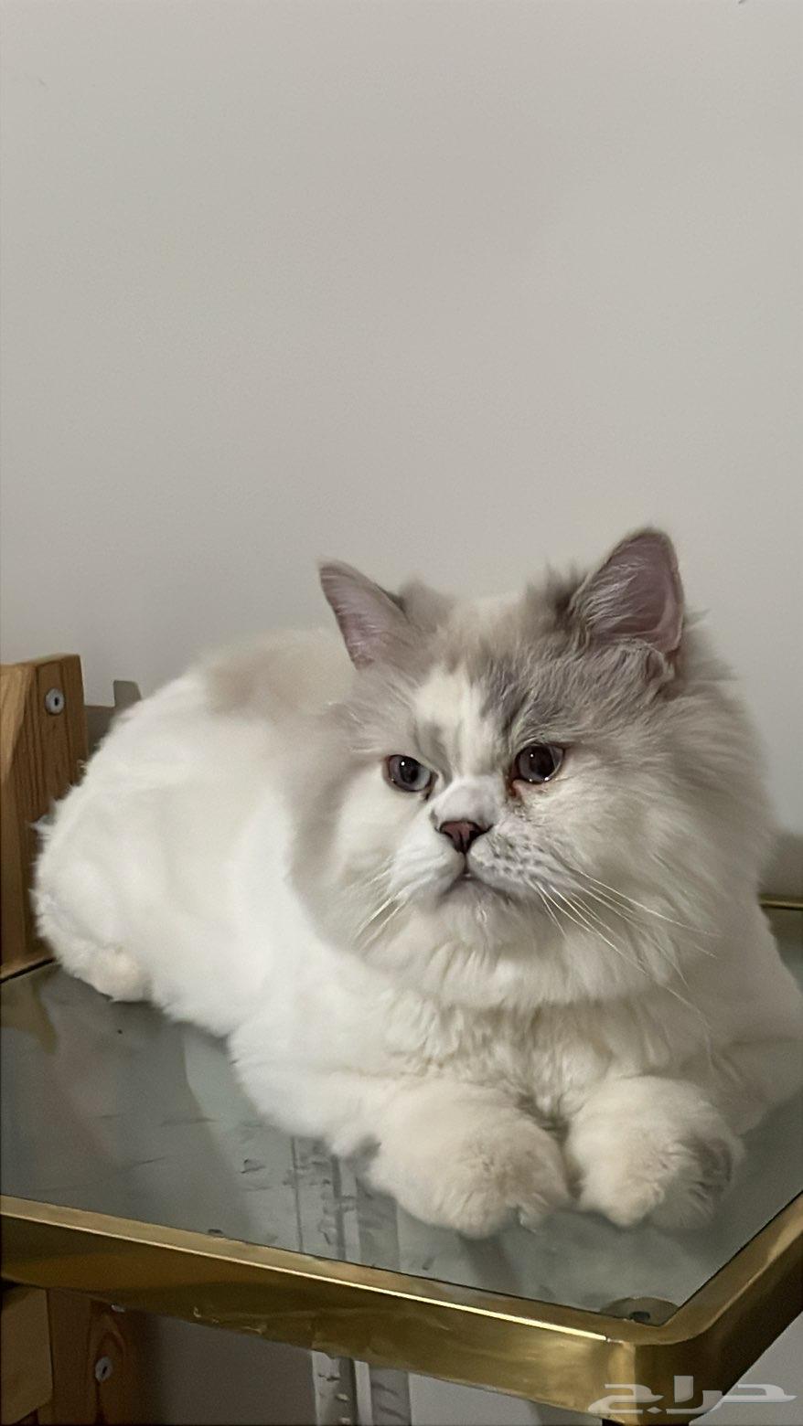 قطط للبيع64498646519682110