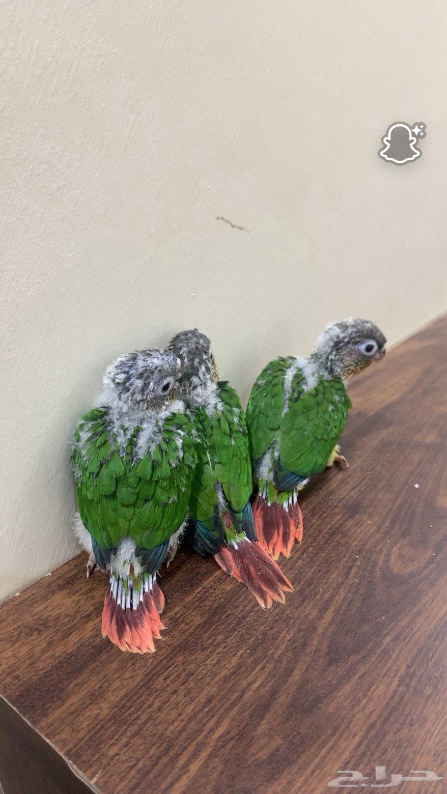 Froukh Keniour64499297884929110