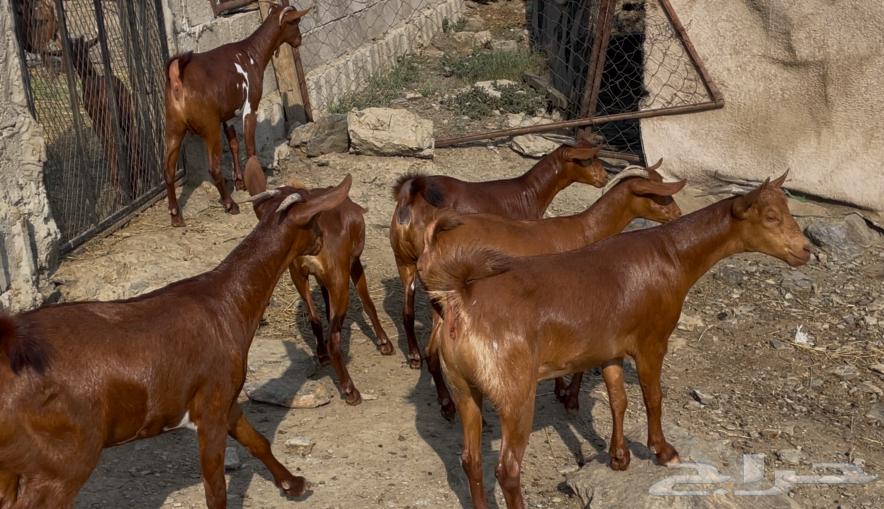 معزا دهم ماشاء الله تم البييع64497509557633114