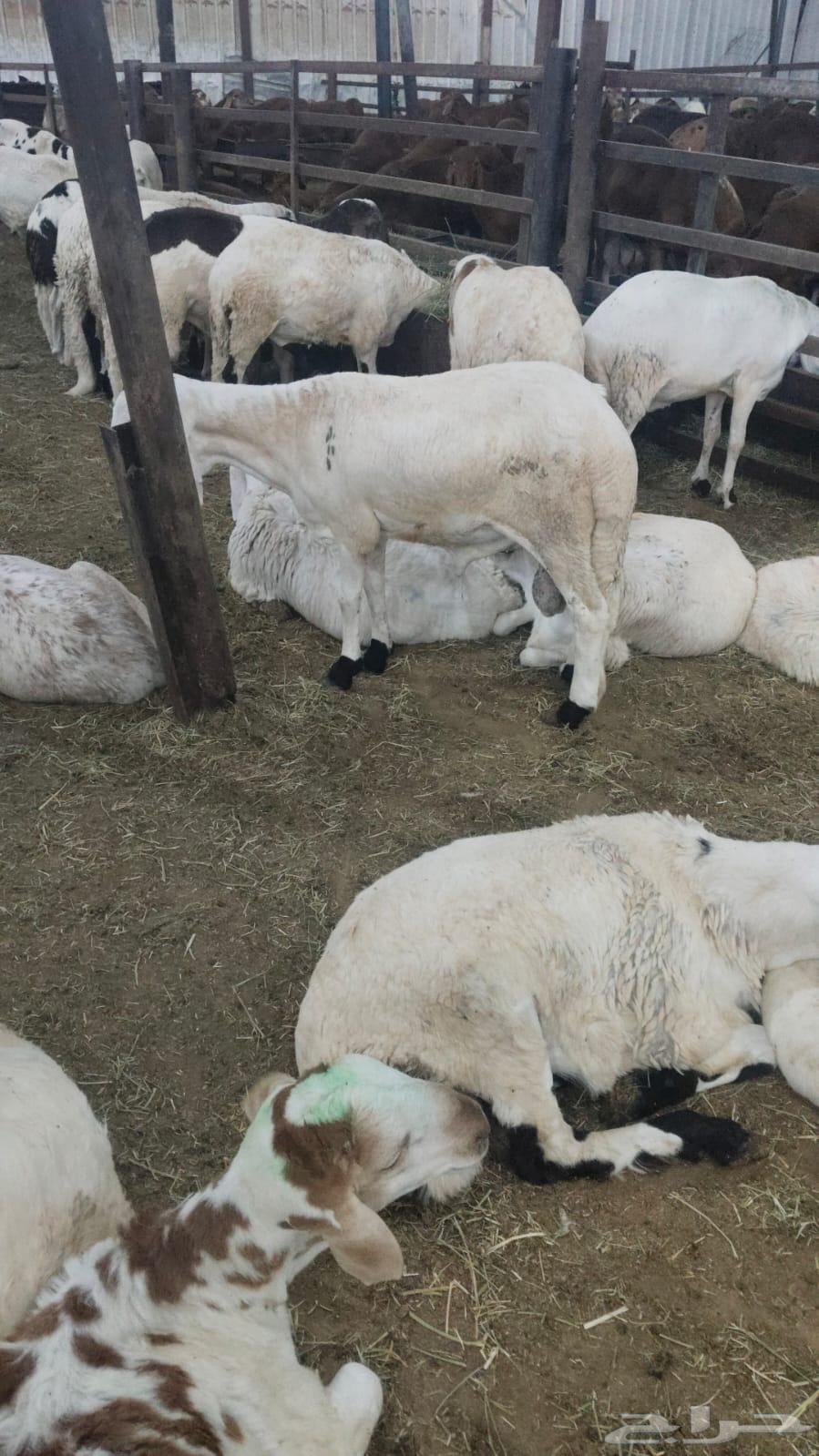 سواكني للبيع64502029241729113