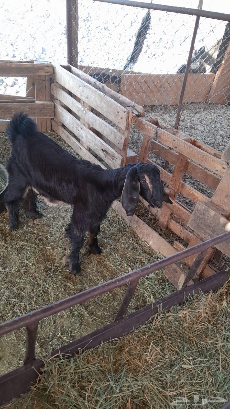 جفره حواء جمى لها 6شهور شحم ماشاءالله فل ونظيفه شرط64496778248579111