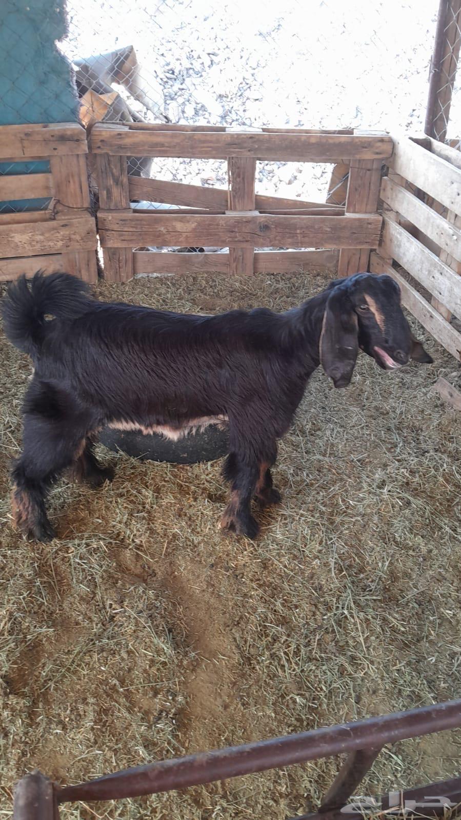 جفره حواء جمى لها 6شهور شحم ماشاءالله فل ونظيفه شرط64496778248579110