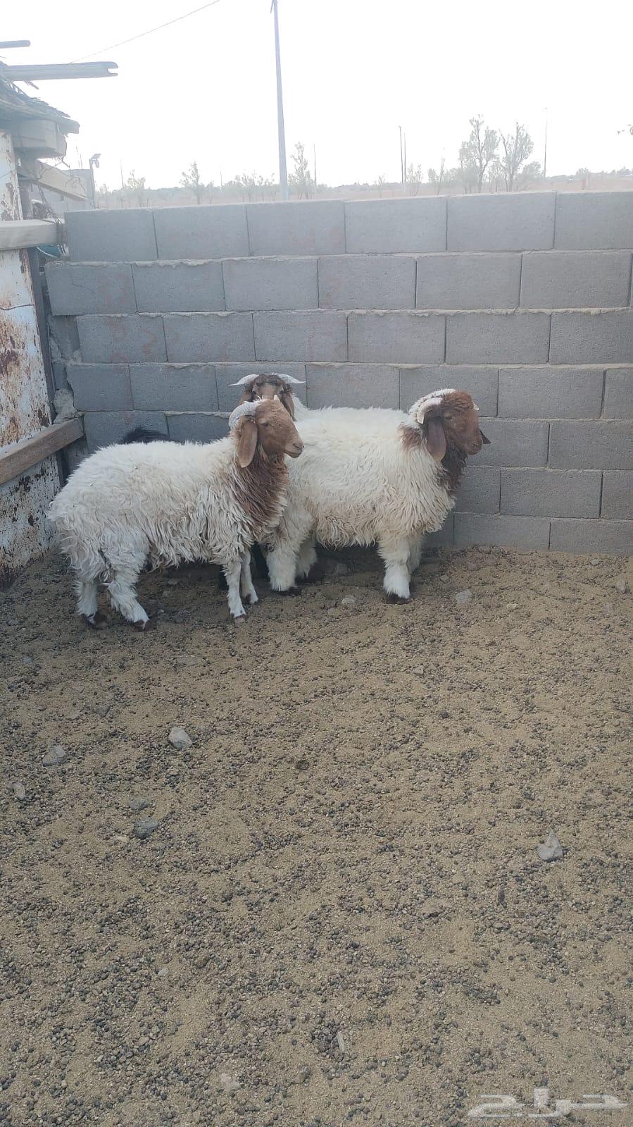 خرفان نعيمي العدد (3)64496544098049110