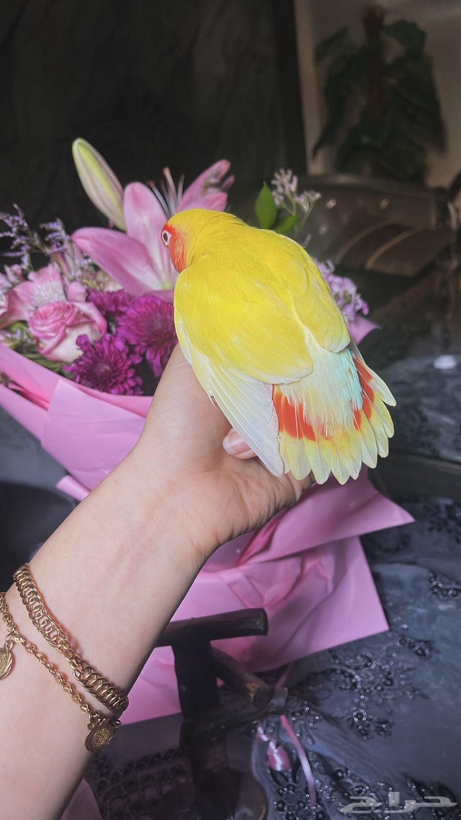 للبيع ببغاء روز الملكي64500118451586114