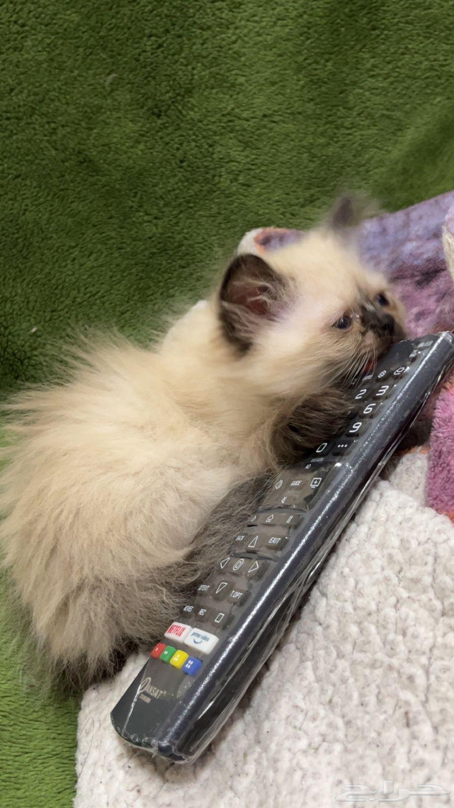 Kittens64500394932611114