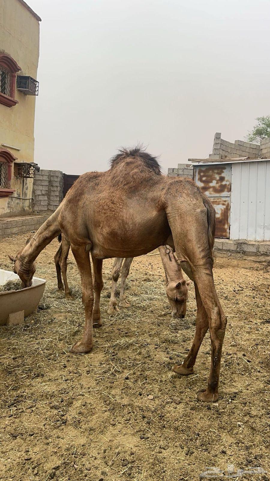 Camel for sale, location Hurayb64497965666434111