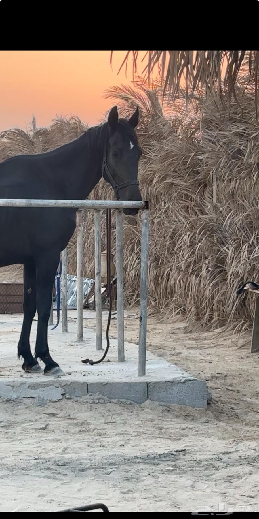 للبيع فرس دهماء64464224263298112