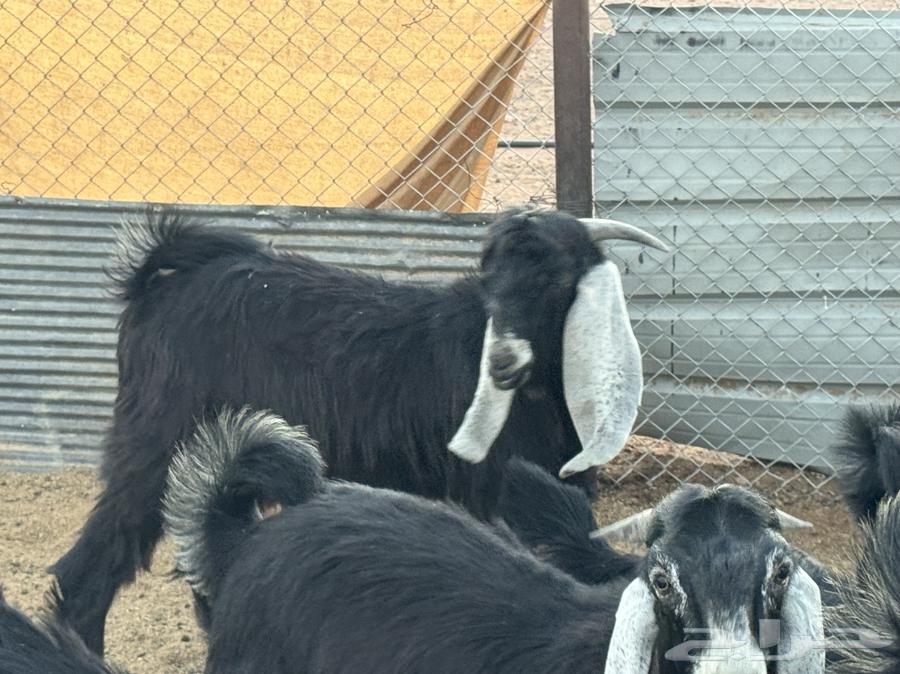 Ram for sale64500340084865110