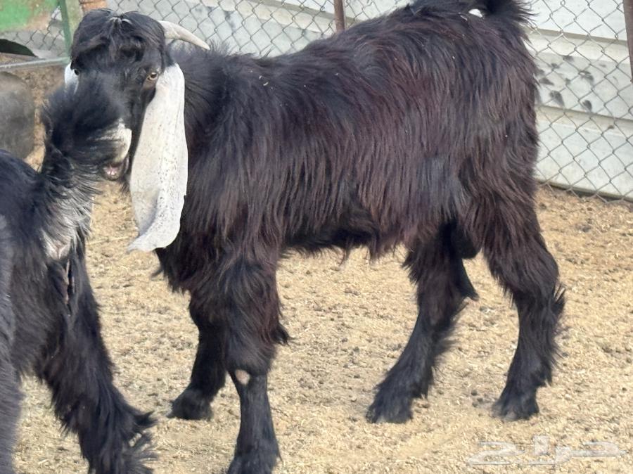 Ram for sale64500340084865113