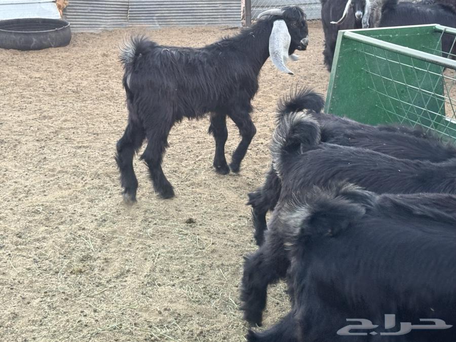 Ram for sale64500340084865112