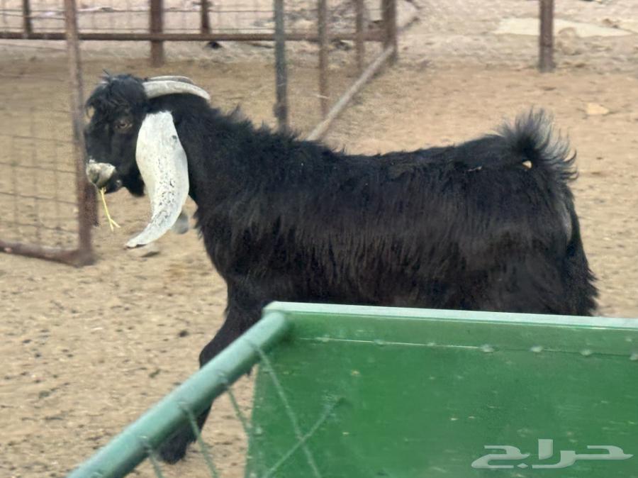 Ram for sale64500340084865114