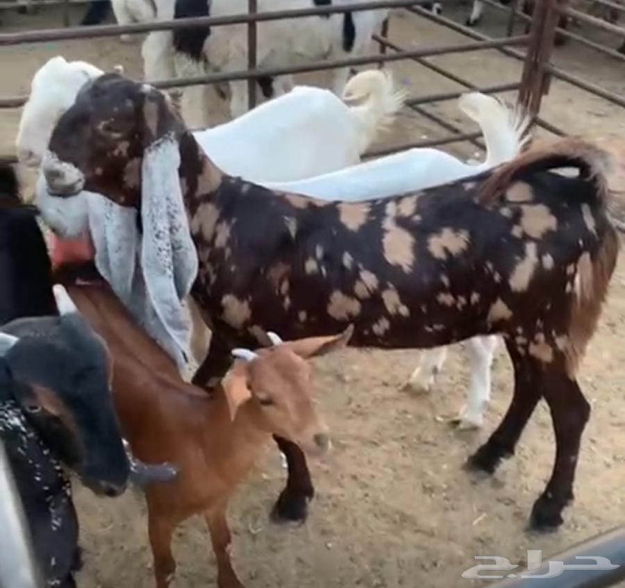 فحل مصري كاموري طيب ومنتج وحار بالقريع وجفره تم البيع64468357182465113