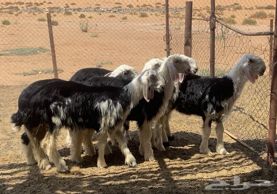 رخال نجد مقاني (( تم البيع ))64499507631617112