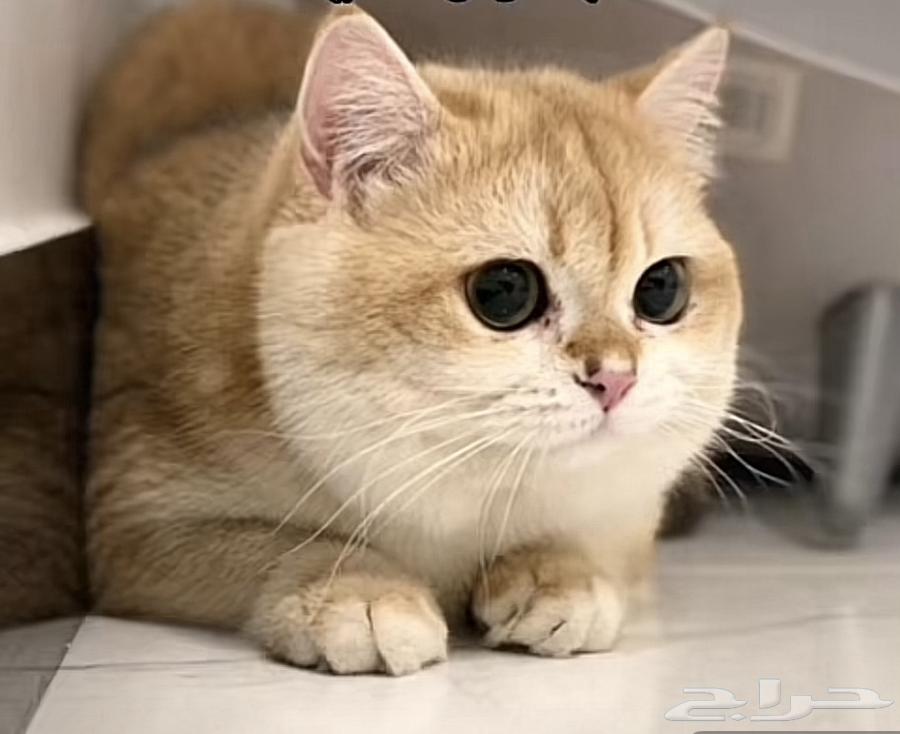 Cats from grandfather imported prices only from 1000_2000 the grandfather's photo is available64497482106626113