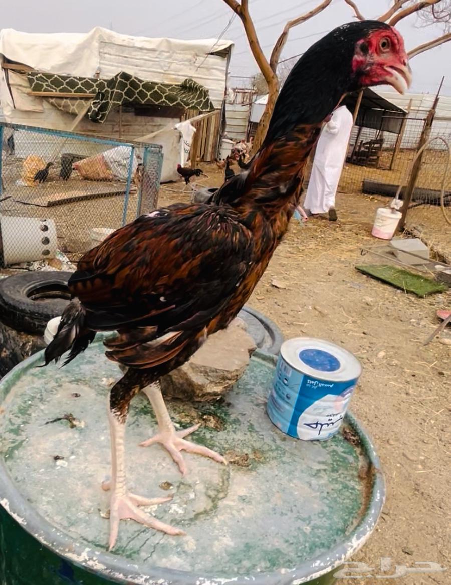 فروخ سندي صافيه64502152453377114