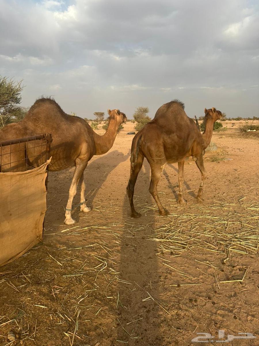 للبيع ثنتين نياق لقحات64496820062723110