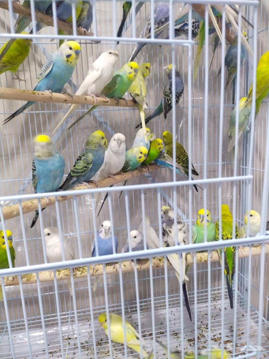 للبيع اجوز بادجي (طيور الحب) منتجه شرط64501998043779111