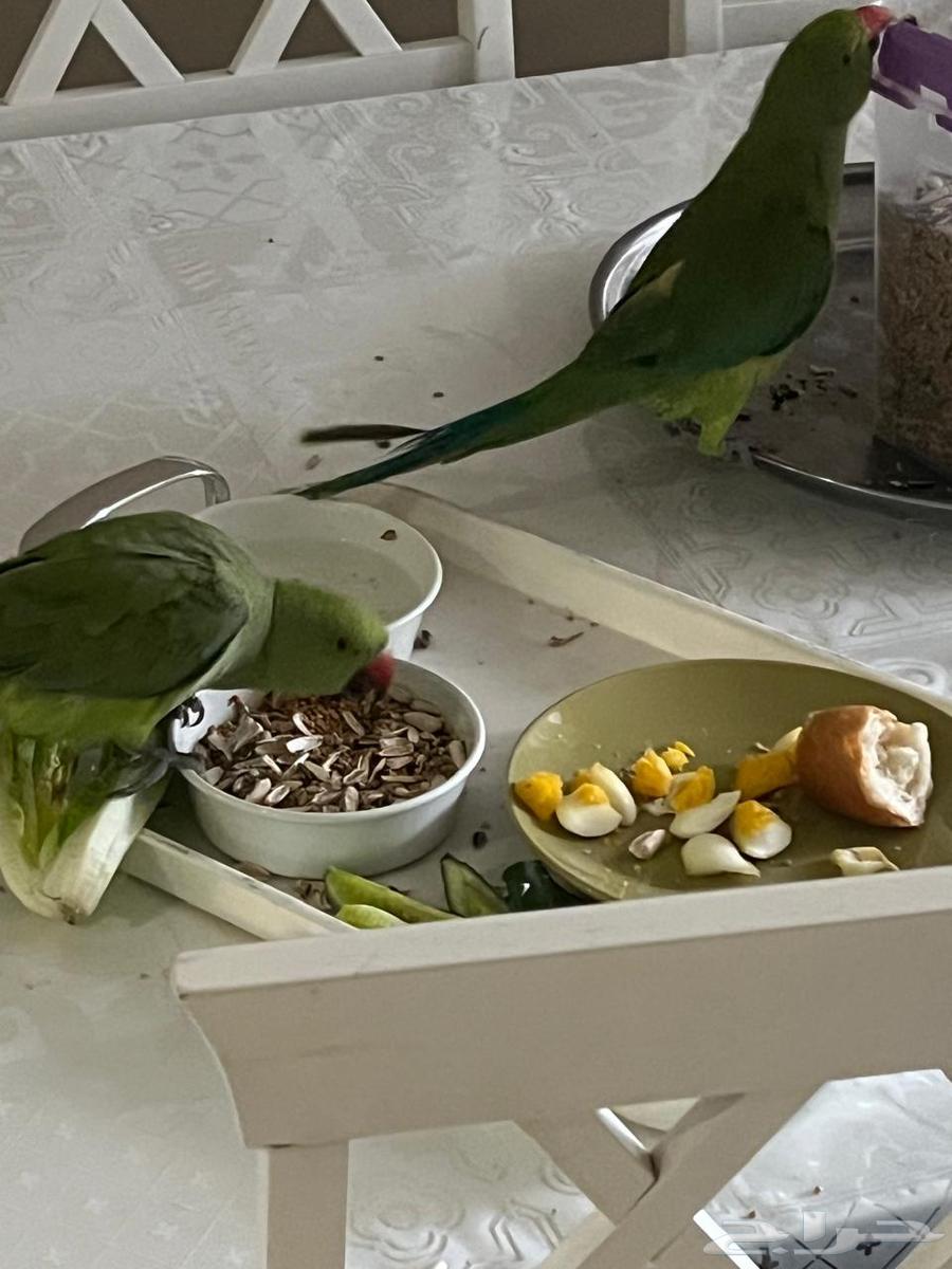 تم البيع تم البيع حبتين بغبغاء تربيه64499967456259110