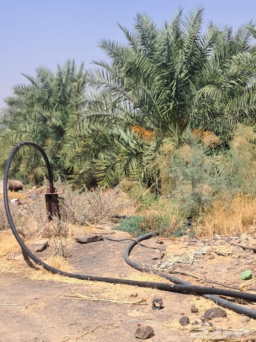 Palm trees with saplings for sale, quantity 10064498812051075111