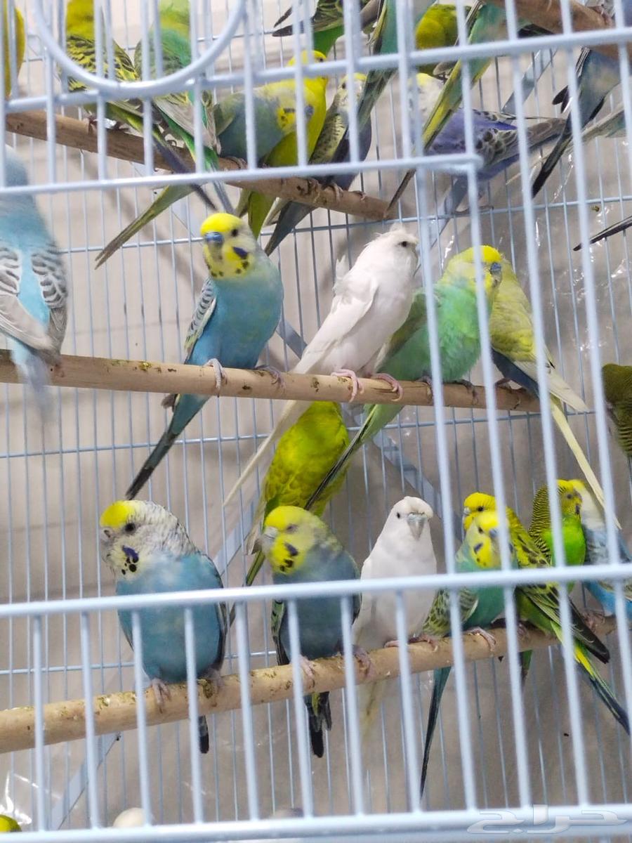 للبيع اجوز بادجي (طيور الحب) منتجه شرط64501998043779110