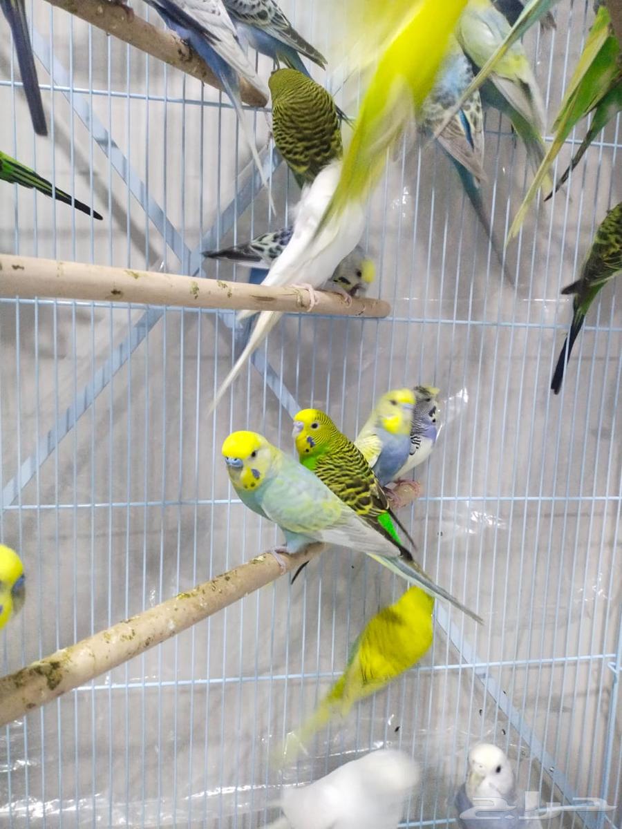 للبيع اجوز بادجي (طيور الحب) منتجه شرط64501998043779112