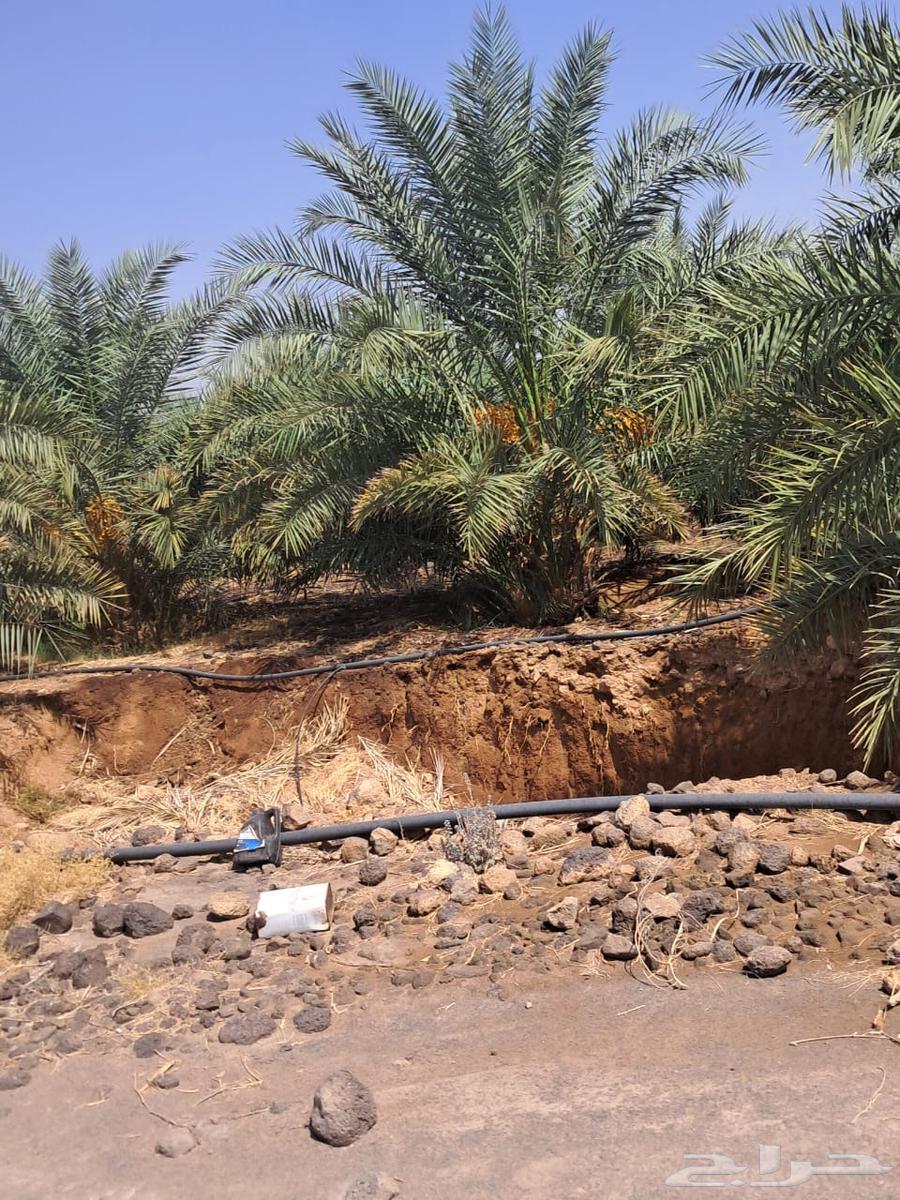 Palm trees with saplings for sale, quantity 10064498812051075110