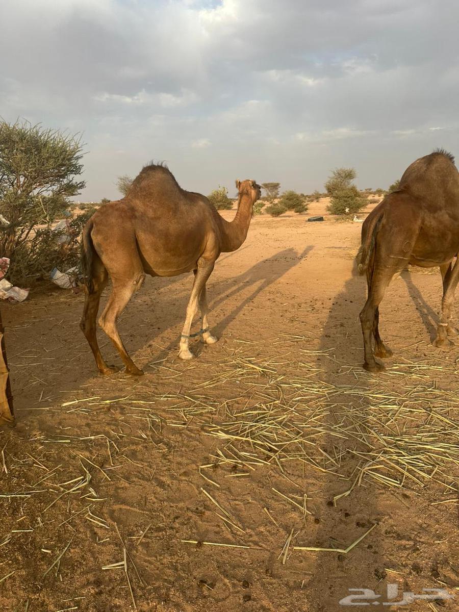 للبيع ثنتين نياق لقحات64496820062723111