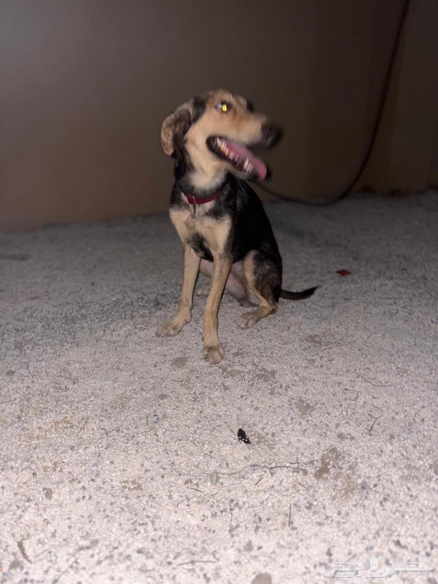 انثى هجينة سلق على جيرمن64501857942273112