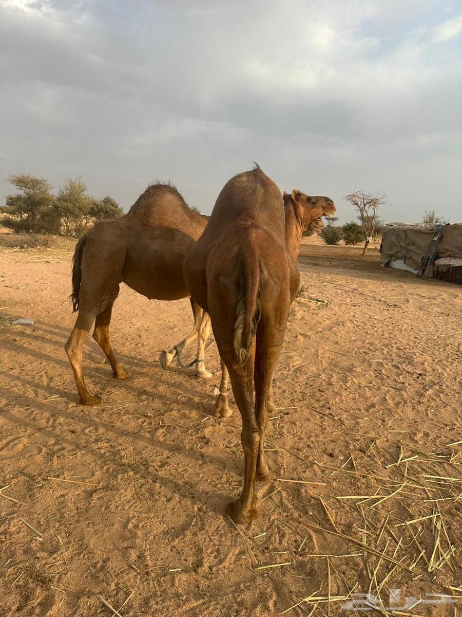 للبيع ثنتين نياق لقحات64496820062723113