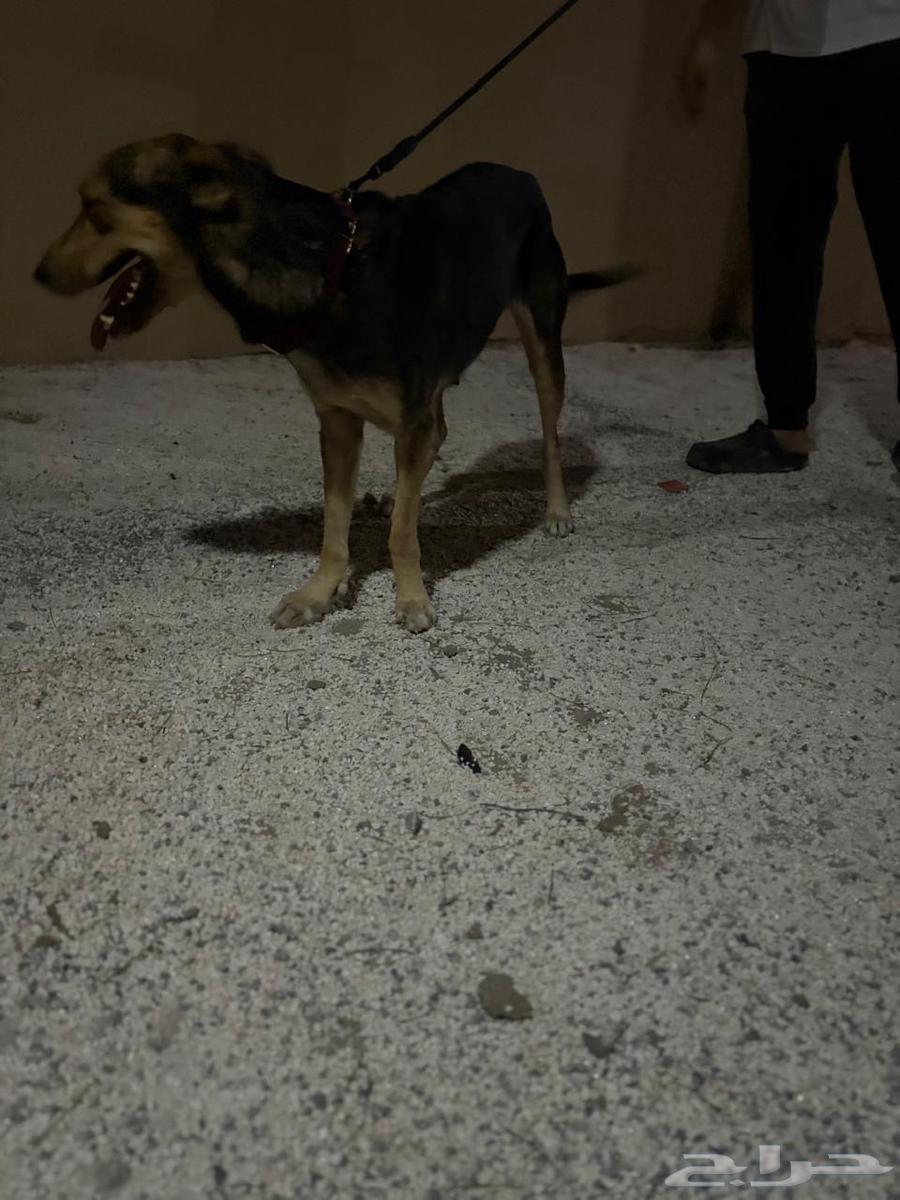 انثى هجينة سلق على جيرمن64501857942273110