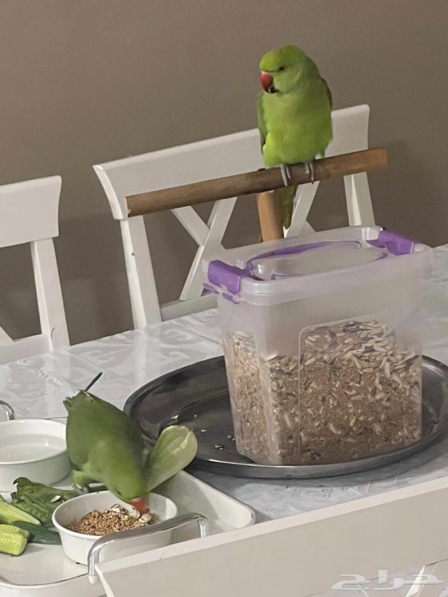 تم البيع تم البيع حبتين بغبغاء تربيه64499967456259111