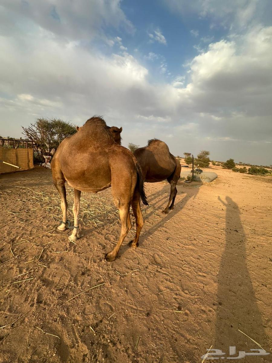 للبيع ثنتين نياق لقحات64496820062723114