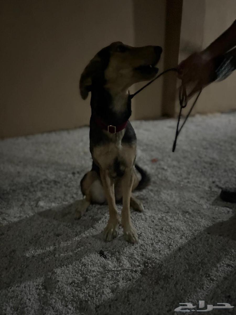 انثى هجينة سلق على جيرمن64501857942273111