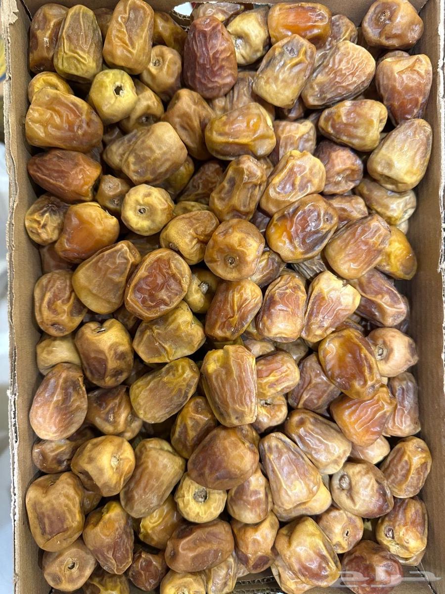 Tamar Sakkari Miftel64501146321665111