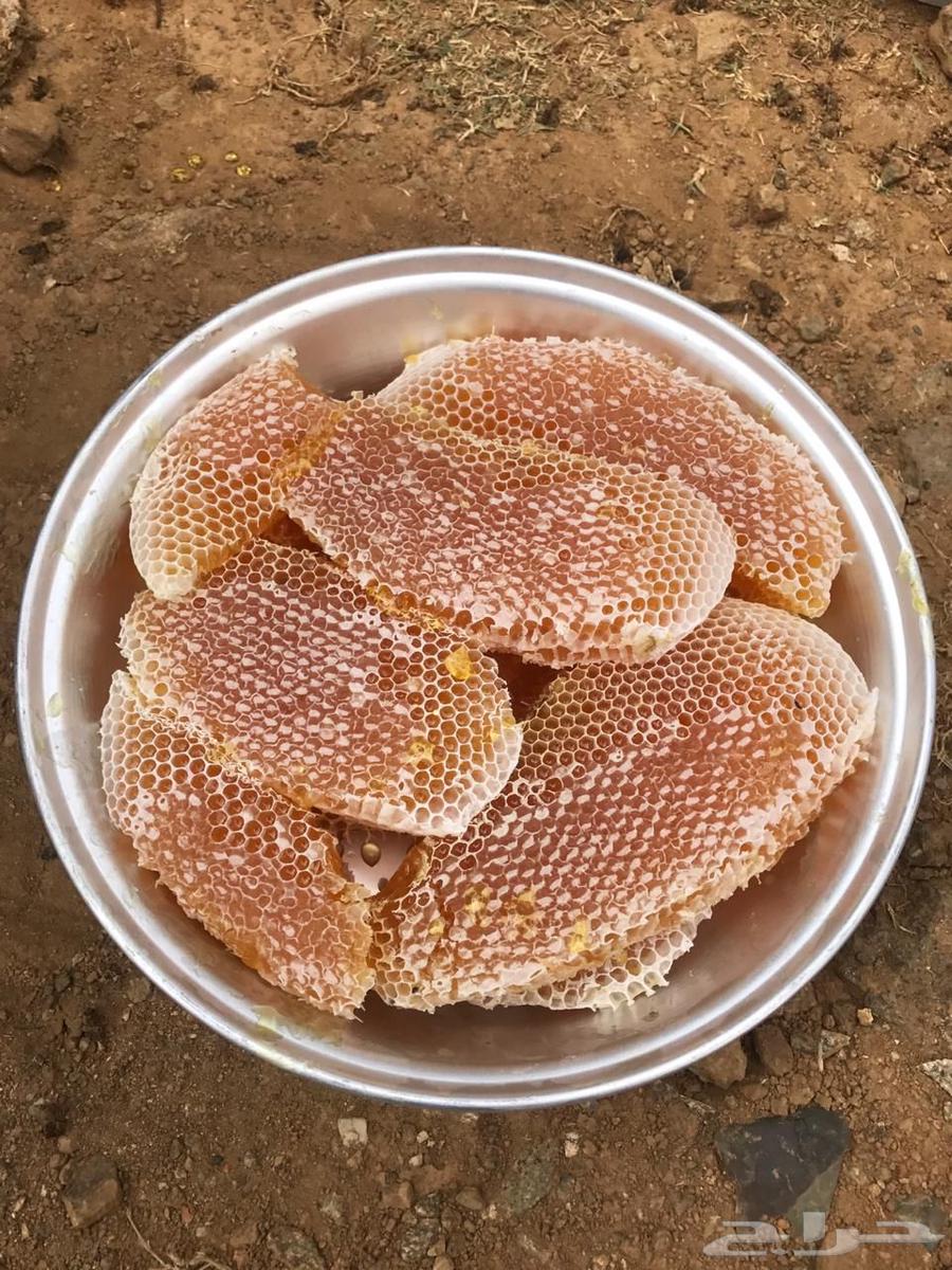 Sidr, Talh, and Samr honey for sale this year's honey64496406140674113