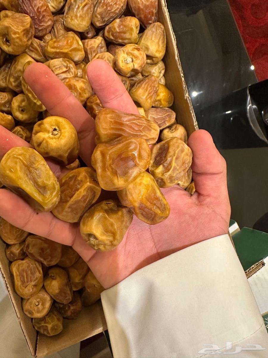 Tamar Sakkari Miftel64501146321665110